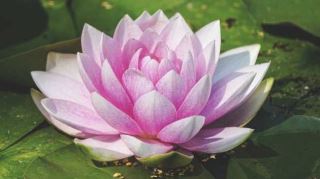 孙玲：从流水线工人到谷歌程序员